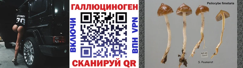 продажа наркотиков  Юрга  Псилоцибиновые грибы Cubensis 